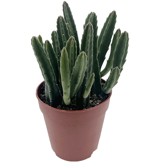 Stapelia leendertziae - Aasblume