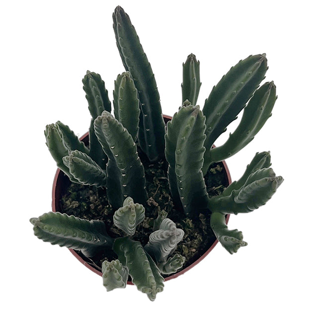 Stapelia leendertziae - Aasblume