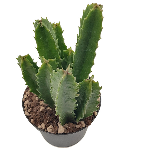 Stapelia gigantea - groß blühende Aasblume