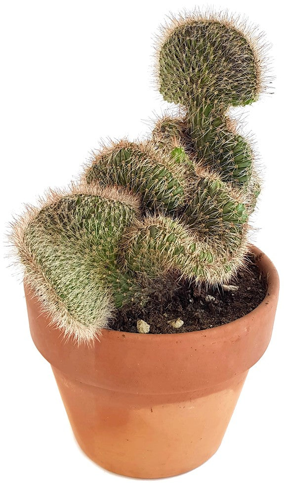Stenocereus hollianus "Cristata" - schwungvoller Kaktus
