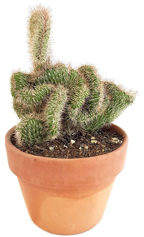 Stenocereus hollianus "Cristata" - schwungvoller Kaktus