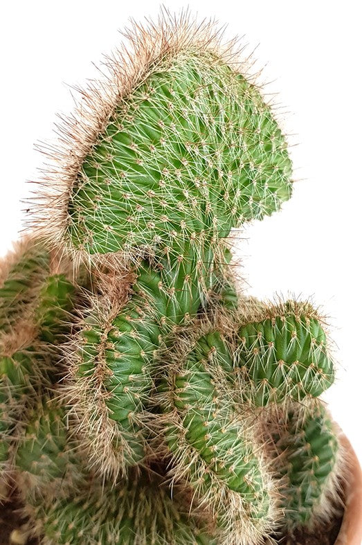 Stenocereus hollianus "Cristata" - schwungvoller Kaktus