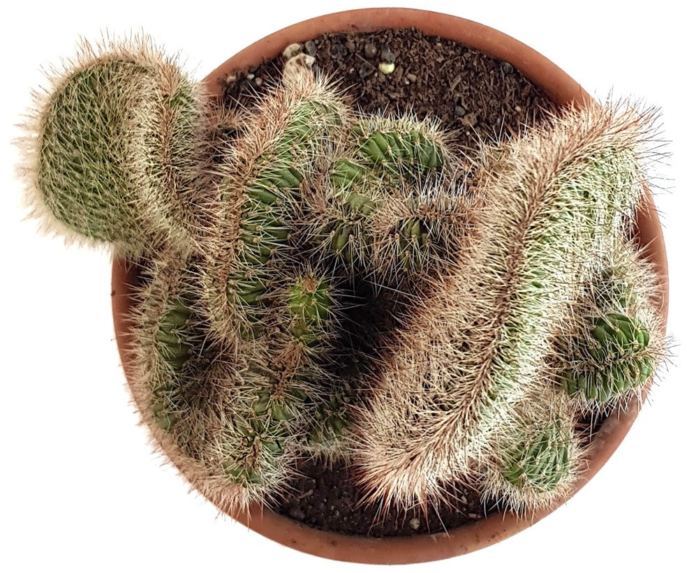 Stenocereus hollianus "Cristata" - schwungvoller Kaktus
