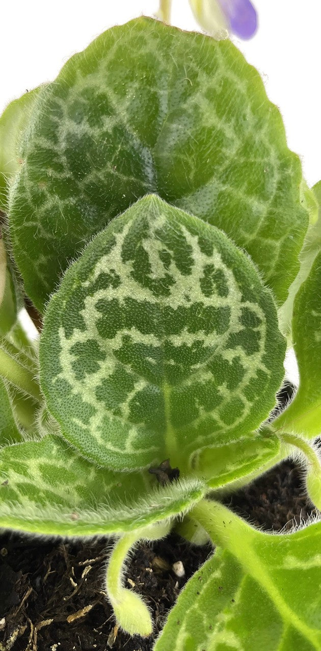 Streptocarpus "Pretty Turtle" - exotische Drehfrucht