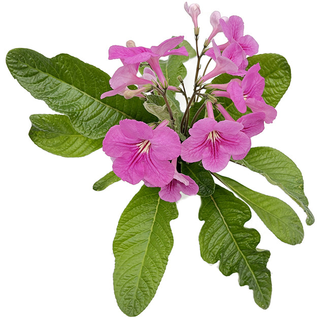 Streptocarpus "Rosa-Fantasia" - afrikanisches Veilchen