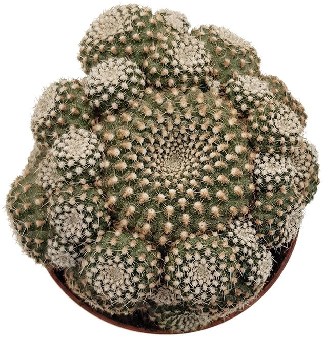 Sulcorebutia heliosoides - Kaktus