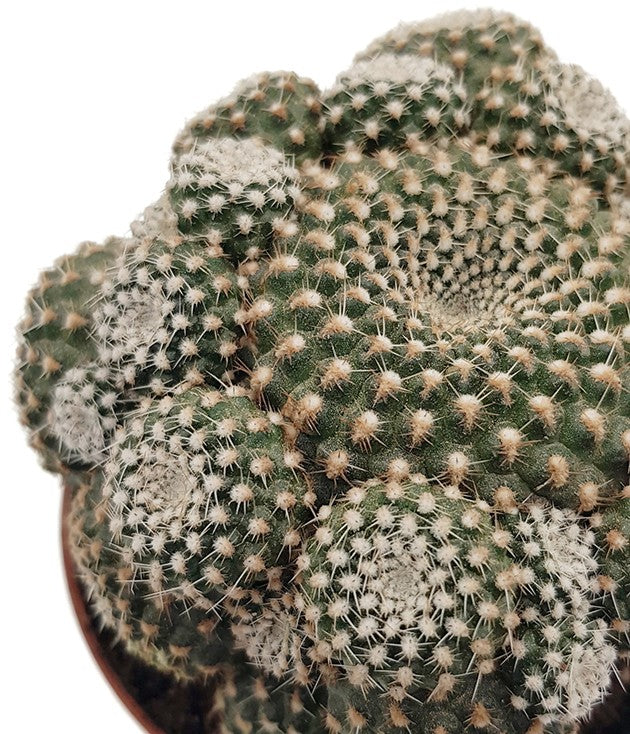 Sulcorebutia heliosoides - Kaktus