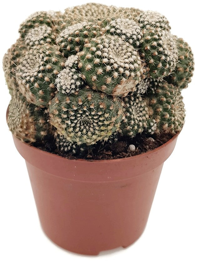 Sulcorebutia heliosoides - Kaktus