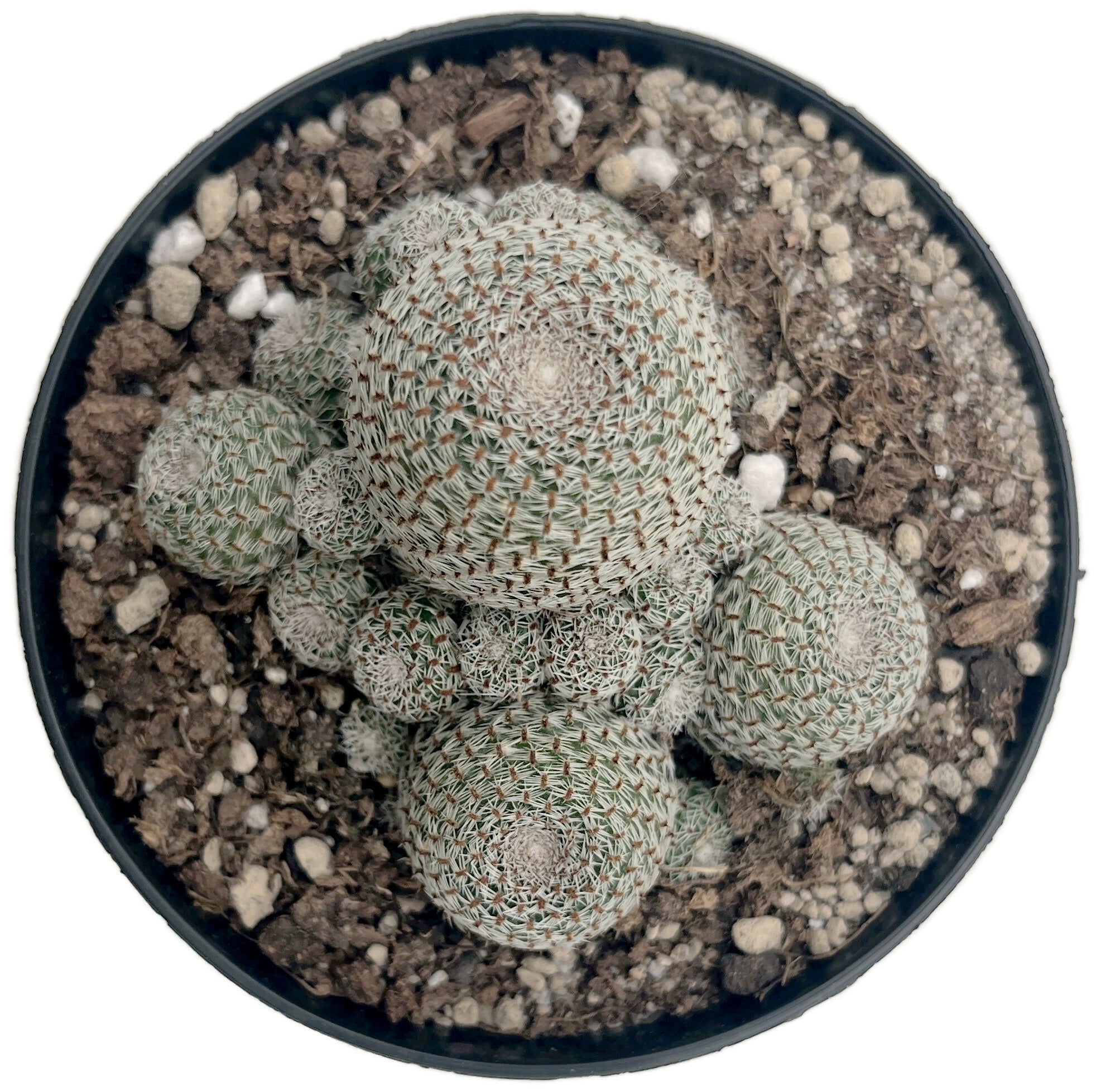 Sulcorebutia heliosa - Sonnenkaktus