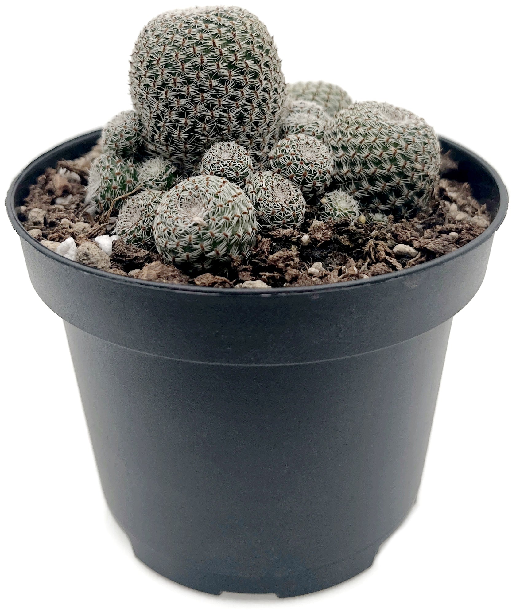 Sulcorebutia heliosa - Sonnenkaktus