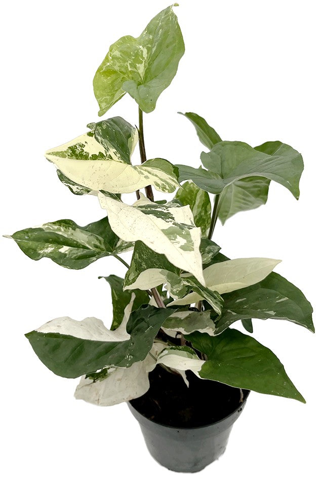 Syngonium "podophyllum albo" variegata - grün-weiße Purpurtute