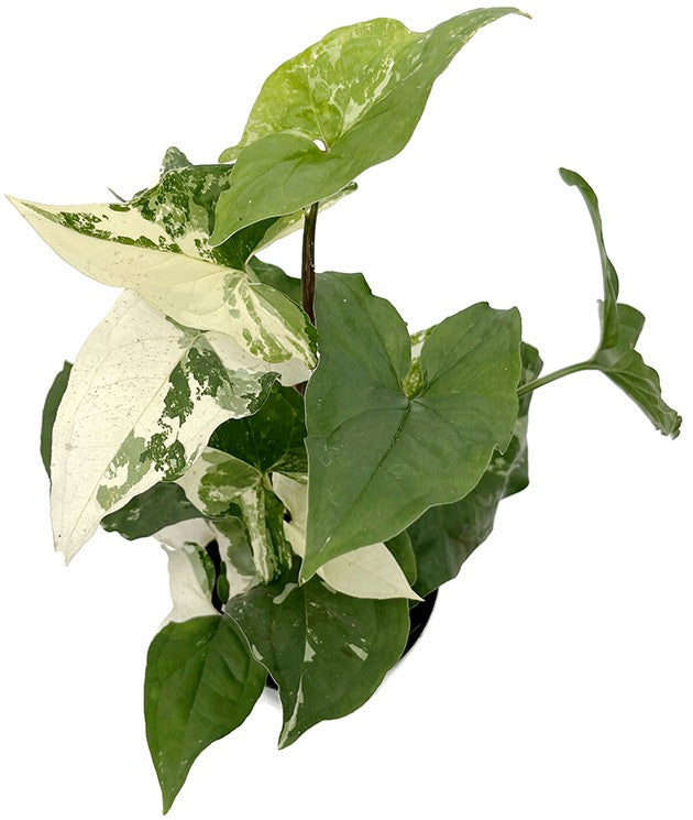 Syngonium "podophyllum albo" variegata - grün-weiße Purpurtute