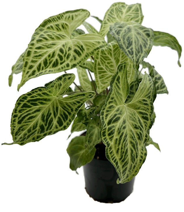 Syngonium "Batik" - lebensfrohe Purpurtute