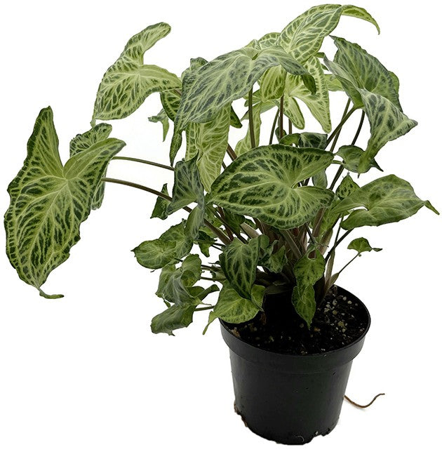 Syngonium "Batik" - lebensfrohe Purpurtute