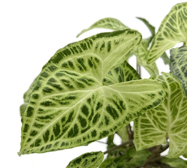 Syngonium "Batik" - lebensfrohe Purpurtute