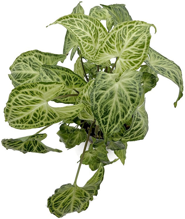 Syngonium "Batik" - lebensfrohe Purpurtute