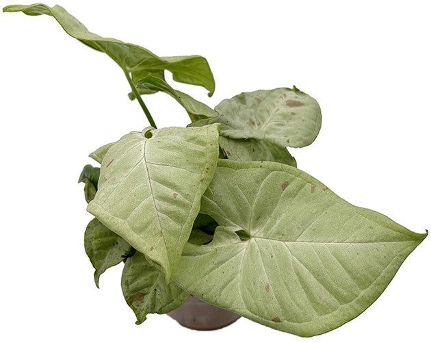 Syngonium podophyllum "Milk Confetti" - creme-rote Purpurtute