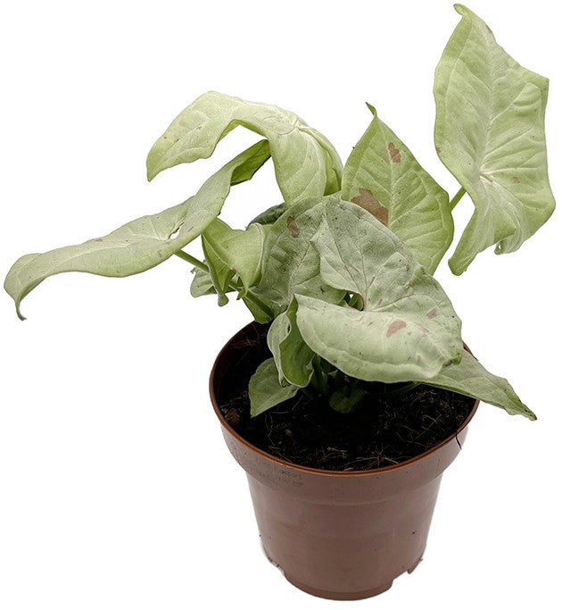 Syngonium podophyllum "Milk Confetti" - creme-rote Purpurtute