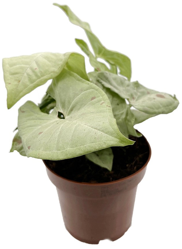 Syngonium podophyllum "Milk Confetti" - creme-rote Purpurtute