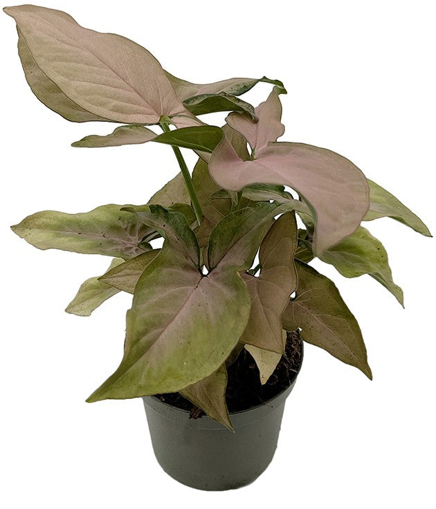 Syngonium "Pink Splash" - rosa gesprenkelte Purpurtute