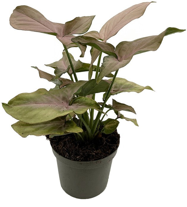 Syngonium "Pink Splash" - rosa gesprenkelte Purpurtute