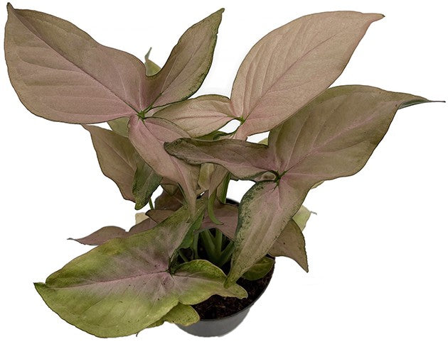 Syngonium "Pink Splash" - rosa gesprenkelte Purpurtute