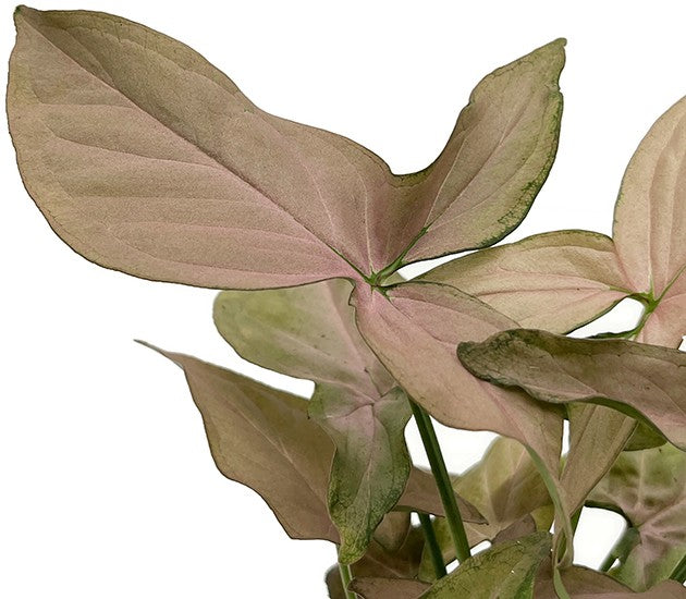 Syngonium "Pink Splash" - rosa gesprenkelte Purpurtute