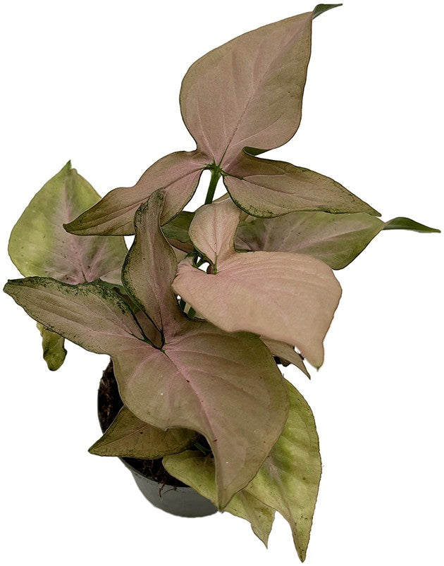 Syngonium "Pink Splash" - rosa gesprenkelte Purpurtute