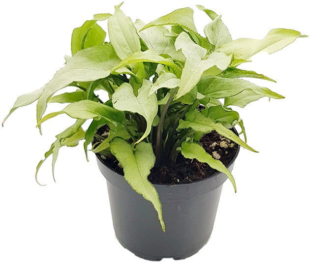 Syngonium "Silver Fox" - silberne Purpurtute