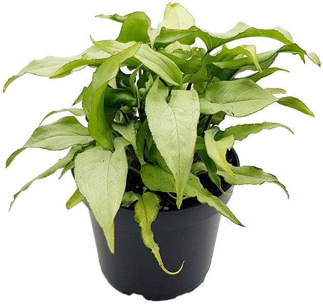 Syngonium "Silver Fox" - silberne Purpurtute