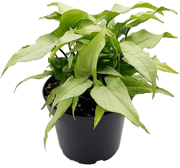 Syngonium "Silver Fox" - silberne Purpurtute