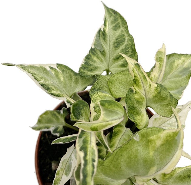 Syngonium "Starlite" - leuchtende Purpurtute