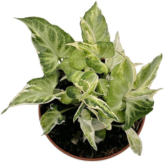 Syngonium "Starlite" - leuchtende Purpurtute
