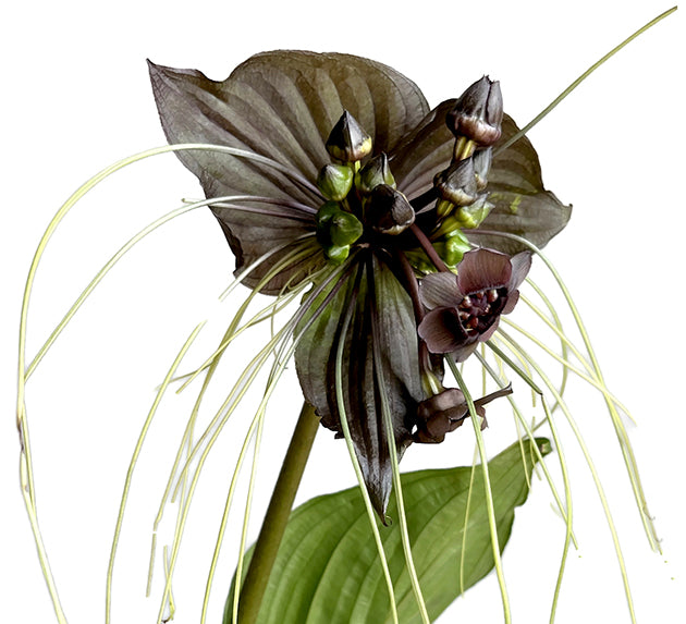 Tacca chantrieri - Fledermausblume