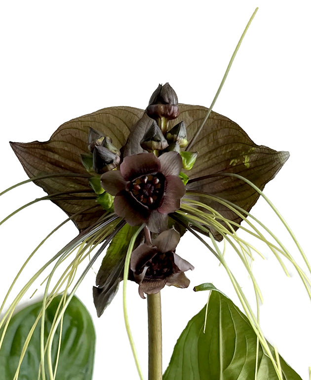 Tacca chantrieri - Fledermausblume
