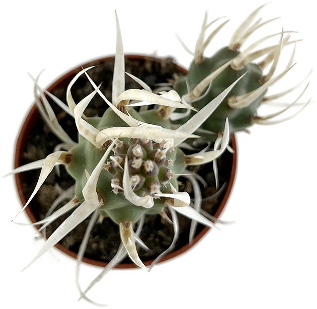 Tephrocactus articulatus var. papyracanthus - Sukkulente