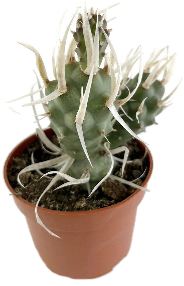 Tephrocactus articulatus var. papyracanthus - Sukkulente