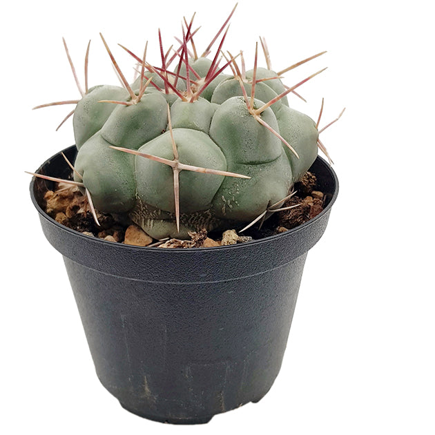 Thelocactus hexaedrophorus - auffälliger Warzenkaktus