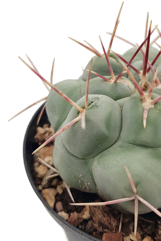 Thelocactus hexaedrophorus - auffälliger Warzenkaktus