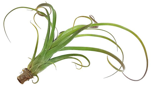 Tillandsia "Curly" - Tillandsie