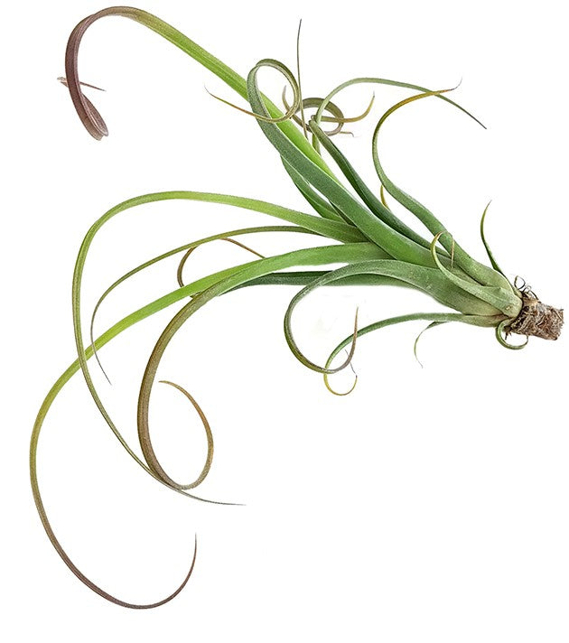 Tillandsia "Curly" - Tillandsie