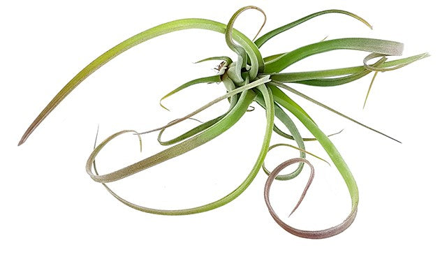 Tillandsia "Curly" - Tillandsie