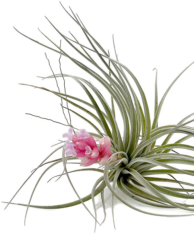 Tillandsia "Cotton Candy" - Luftpflanze
