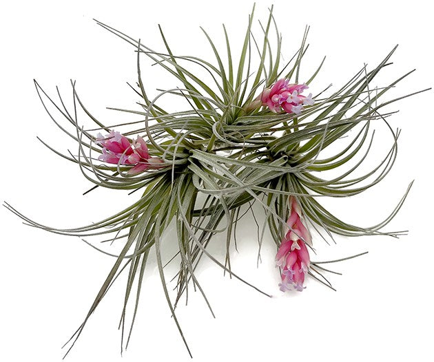 Tillandsia "Cotton Candy" - Luftpflanze