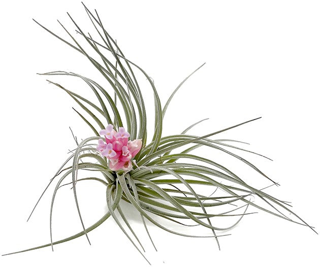 Tillandsia "Cotton Candy" - Luftpflanze
