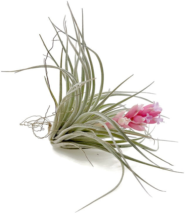 Tillandsia "Cotton Candy" - Luftpflanze