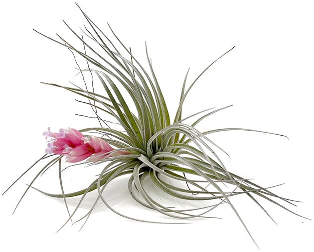 Tillandsia "Cotton Candy" - Luftpflanze