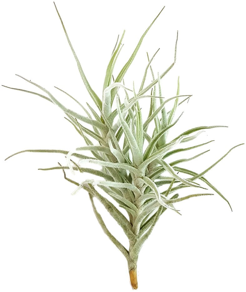 Tillandsia Diaguitensis - Aufsitzerpflanze
