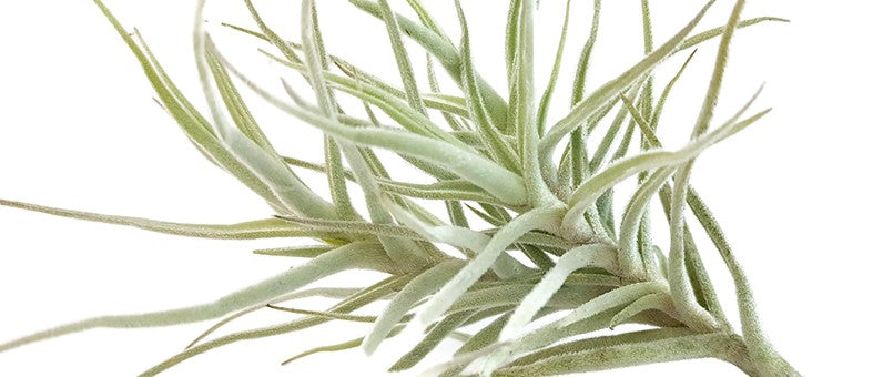 Tillandsia Diaguitensis - Aufsitzerpflanze