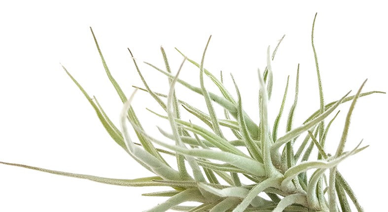 Tillandsia Diaguitensis - Aufsitzerpflanze
